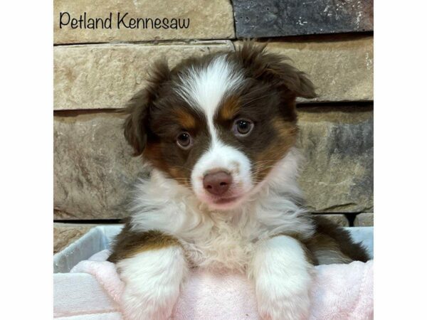 Miniature Australian Shepherd-DOG-Female-RED TRI-27408-Petland Kennesaw, Georgia