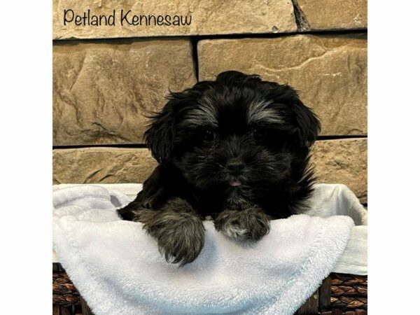 Havanese DOG Male BLK WH 27422 Petland Kennesaw, Georgia