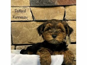 Yorkiepoo-DOG-Male-BLK TAN-27429-Petland Kennesaw, Georgia