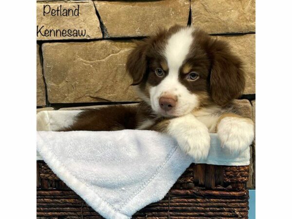 Miniature Australian Shepherd-DOG-Male-red merle-27432-Petland Kennesaw, Georgia