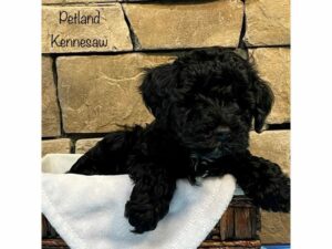 Yorkiepoo-DOG-Male-BEIGE-27420-Petland Kennesaw, Georgia
