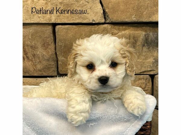 Cavachon DOG Male BLENHIEM 27472 Petland Kennesaw, Georgia