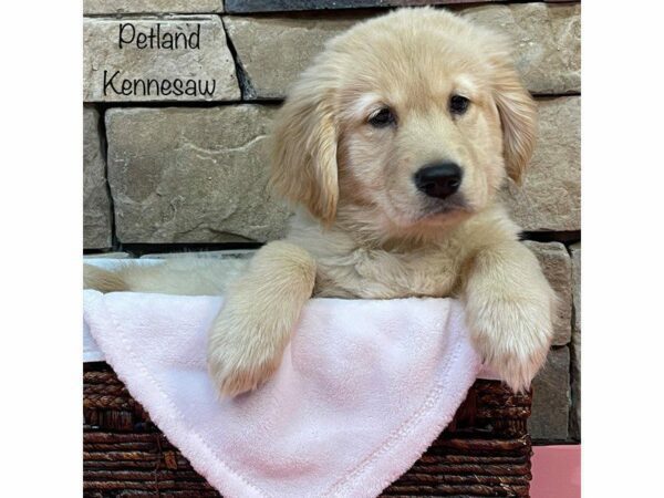 Golden Retriever DOG Female Gold 27517 Petland Kennesaw, Georgia