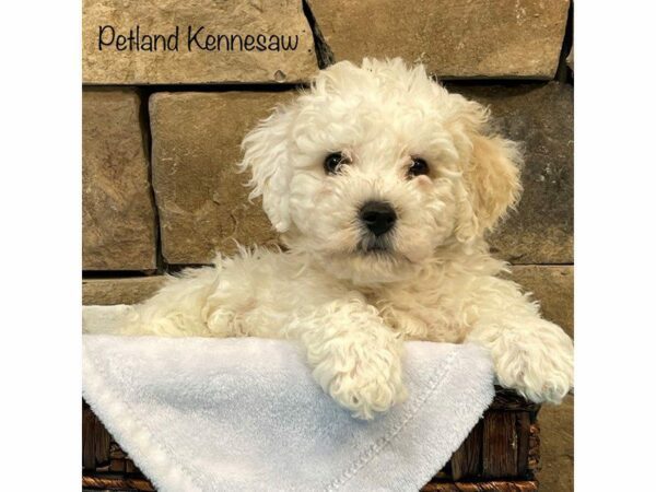 Bichon Frise-DOG-Male-WHITE-27505-Petland Kennesaw, Georgia