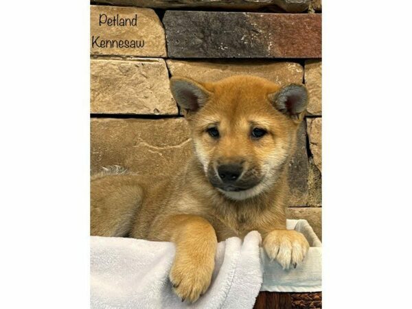 Shiba Inu DOG Male RED 27502 Petland Kennesaw, Georgia