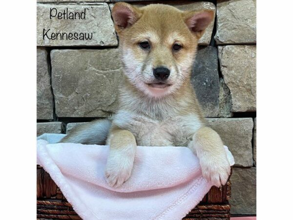 Shiba Inu DOG Female RED 27501 Petland Kennesaw, Georgia