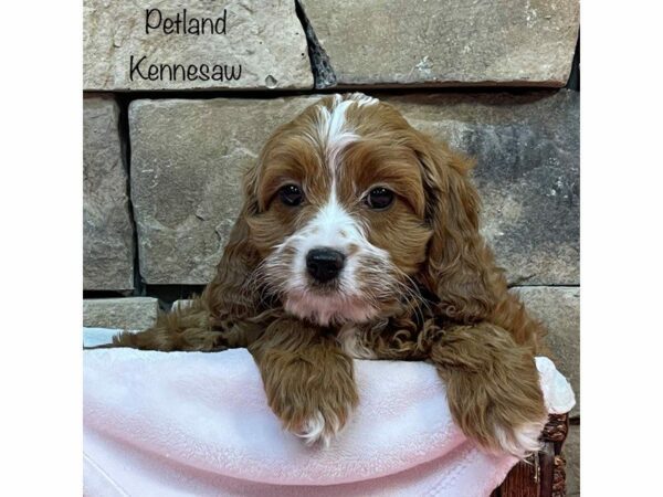 Cavapoo DOG Female RED 27500 Petland Kennesaw, Georgia