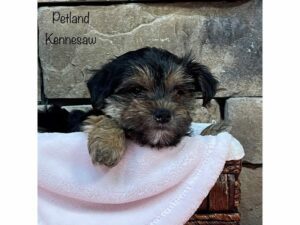 Morkie-DOG-Female-BLK TAN-27497-Petland Kennesaw, Georgia