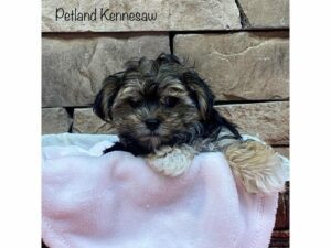 Morkie-DOG-Female-BLK TAN-27544-Petland Kennesaw, Georgia