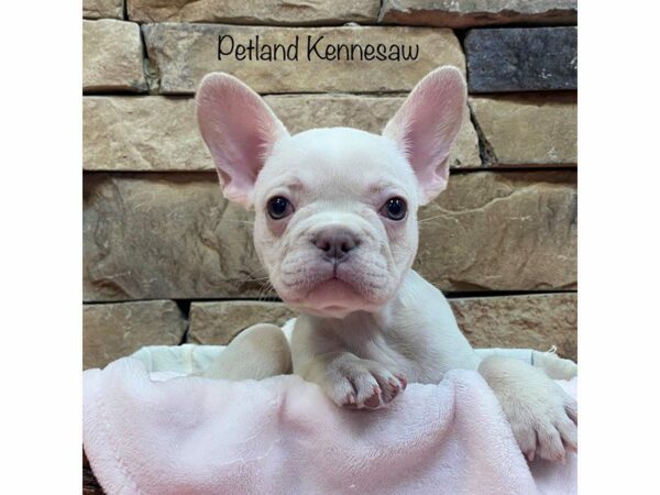 French Bulldog-DOG-Female-WHITE-27539-Petland Kennesaw, Georgia