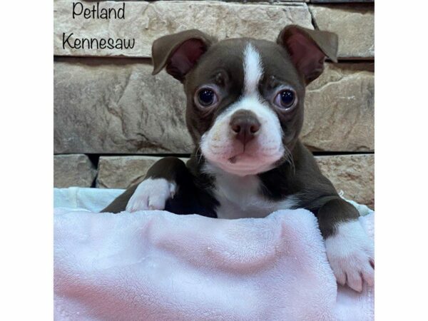 Boston Terrier DOG Female RED WH 27545 Petland Kennesaw, Georgia