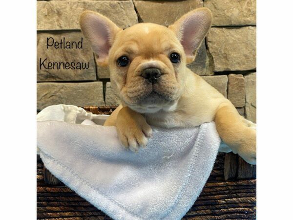 French Bulldog-DOG-Male-FAWN-27530-Petland Kennesaw, Georgia