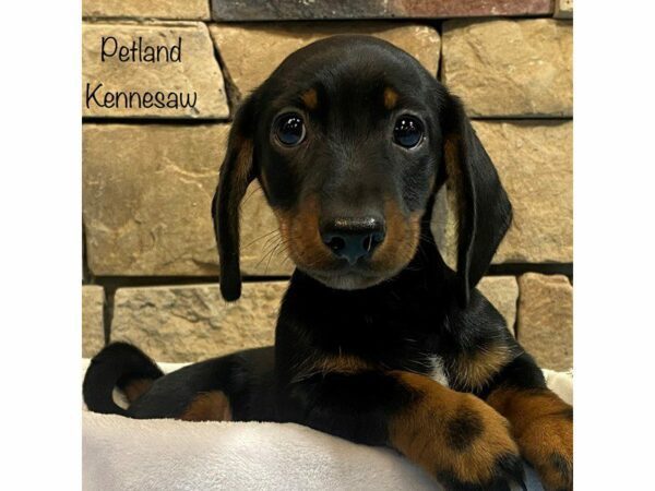 Dachshund DOG Male BLK TAN 27538 Petland Kennesaw, Georgia