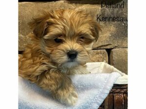 Morkie-DOG-Male-BRINDLE-27563-Petland Kennesaw, Georgia
