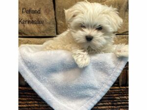 Maltese-DOG-Male-WHITE-27561-Petland Kennesaw, Georgia