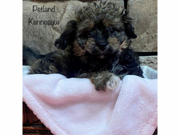 Havanese DOG Female SABLE WH 27570 Petland Kennesaw, Georgia