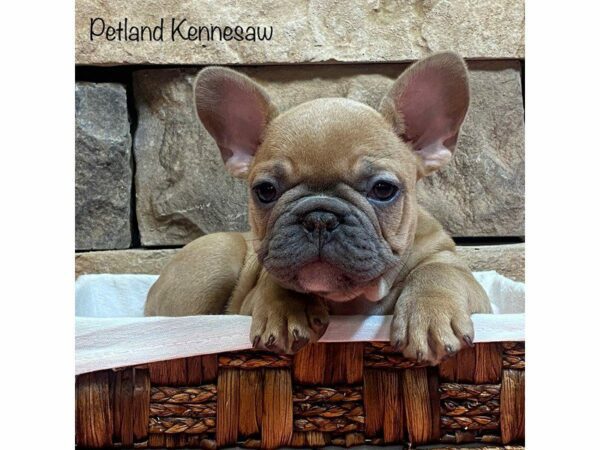 French Bulldog DOG Male Blue Fawn 27583 Petland Kennesaw, Georgia