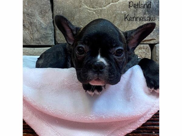 French Bulldog DOG Female BRINDLE 27594 Petland Kennesaw, Georgia