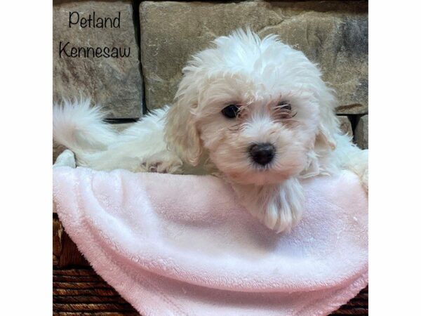 Teddy Bear-DOG-Female-WH-27612-Petland Kennesaw, Georgia