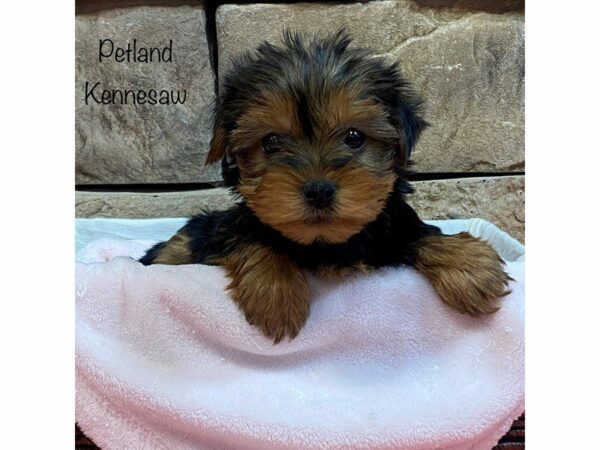 Yorkshire Terrier-DOG-Female-BLK TAN-27602-Petland Kennesaw, Georgia