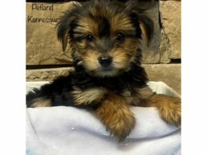 Morkie-DOG-Male-BLK TAN-27599-Petland Kennesaw, Georgia