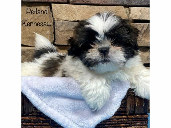 Shih Tzu DOG Male Brindle & White 27626 Petland Kennesaw, Georgia