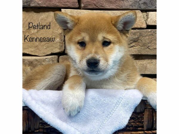 Shiba Inu-DOG-Male-RED-27631-Petland Kennesaw, Georgia