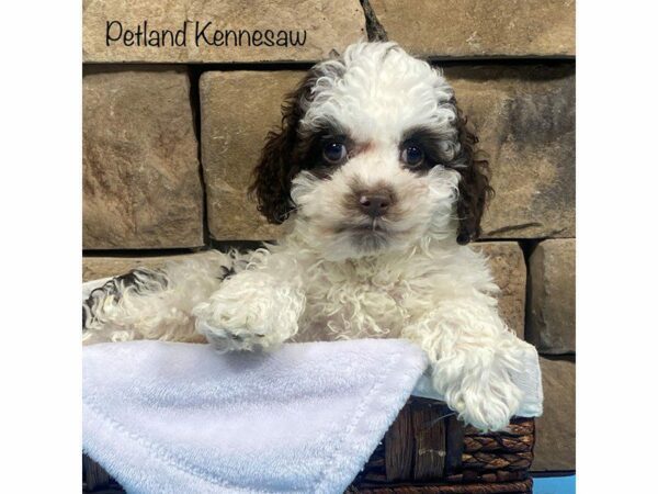 Cockapoo DOG Male CHOC WHITE 27648 Petland Kennesaw, Georgia