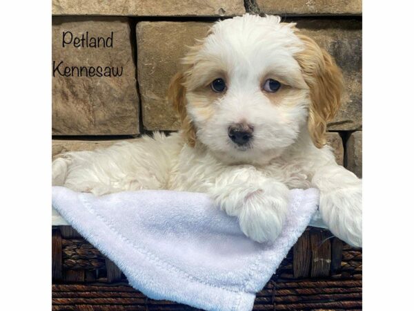 Cavachon DOG Male BLENHIEM 27643 Petland Kennesaw, Georgia