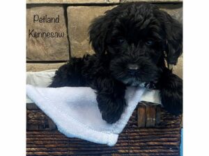Yorkiepoo-DOG-Male-BLK-27652-Petland Kennesaw, Georgia