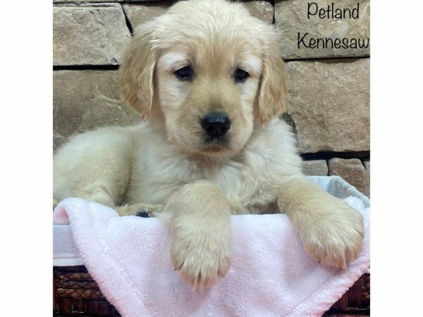 Golden Retriever DOG Female Gold 27639 Petland Kennesaw, Georgia