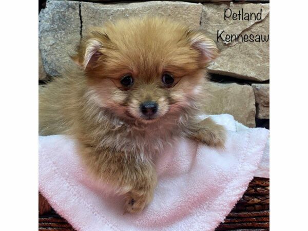 Pomeranian-DOG-Female-RED SABLE-27681-Petland Kennesaw, Georgia