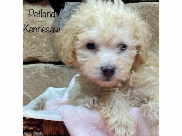 Miniature Poodle DOG Female CREAM 27670 Petland Kennesaw, Georgia