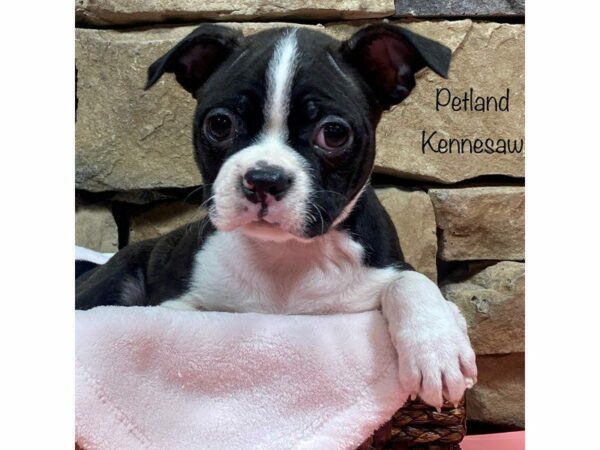 Boston Terrier DOG Female BLK WH 27675 Petland Kennesaw, Georgia