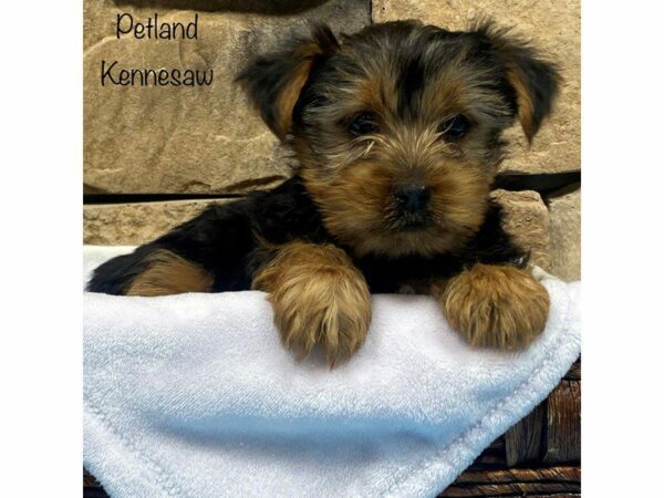 Yorkshire Terrier DOG Male BLK TAN 27699 Petland Kennesaw, Georgia