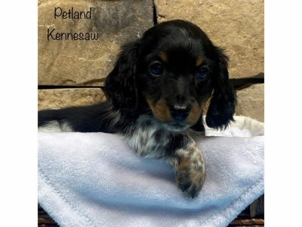 Dachshund DOG Male BLK WH 27704 Petland Kennesaw, Georgia