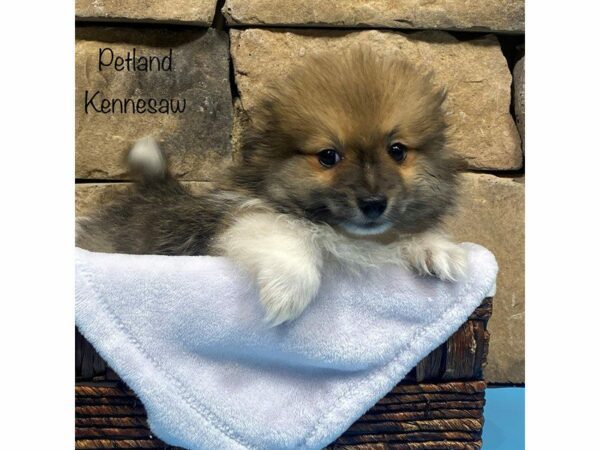 Pomeranian DOG Male SABLE WH 27706 Petland Kennesaw, Georgia