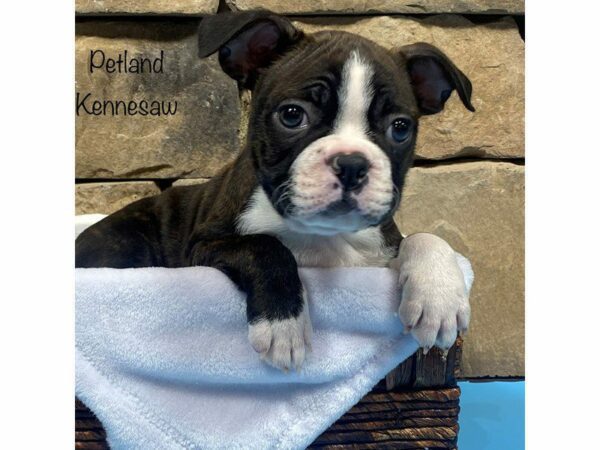 Boston Terrier DOG Male BRINDLE WH 27709 Petland Kennesaw, Georgia