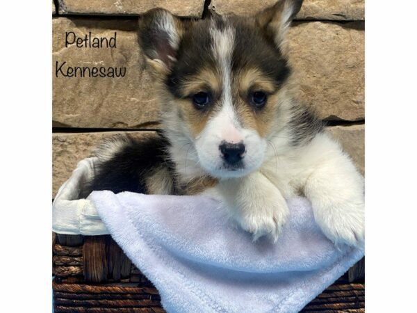 Pembroke Welsh Corgi-DOG-Male-Blk tri-27707-Petland Kennesaw, Georgia