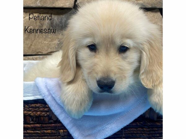 Golden Retriever DOG Male Gold 27689 Petland Kennesaw, Georgia