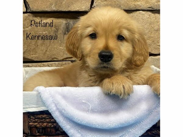 Golden Retriever DOG Male Gold 27690 Petland Kennesaw, Georgia