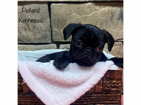 Pug-DOG-Female-BLK-27702-Petland Kennesaw, Georgia