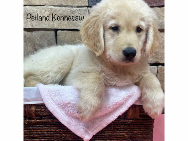 Golden Retriever DOG Female Gold 27683 Petland Kennesaw, Georgia