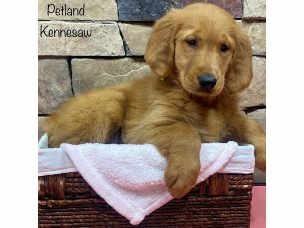 Golden Retriever DOG Female Dark Golden 27692 Petland Kennesaw, Georgia