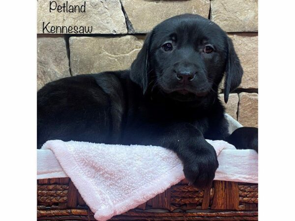 Labrador Retriever-DOG-Female-Black-27684-Petland Kennesaw, Georgia