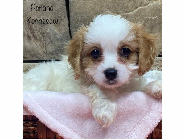 Cavachon DOG Female BLENHIEM 27748 Petland Kennesaw, Georgia