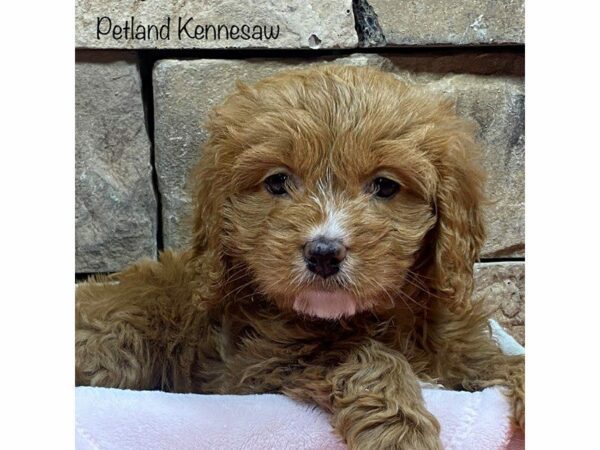 Cavapoo DOG Female RED 27750 Petland Kennesaw, Georgia