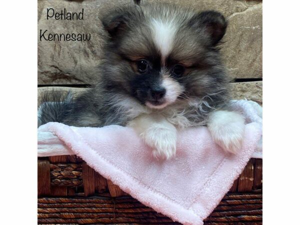 Pomeranian DOG Female BRN WH 27735 Petland Kennesaw, Georgia