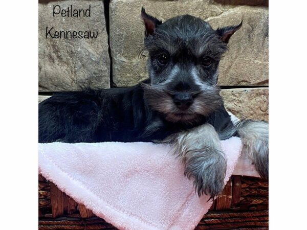 Miniature Schnauzer DOG Female SALT PEPPER 27741 Petland Kennesaw, Georgia