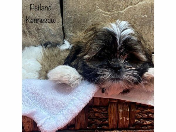 Teddy Bear-DOG-Male-BRN WH-27729-Petland Kennesaw, Georgia